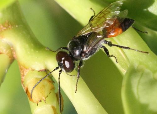 Astata sp.